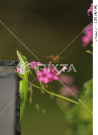 Green Anole Lizard Anolis carolinensis Shallow DOF 80996790