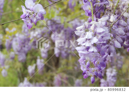 Purple Wisteria in Spring - Fabaceae Luguminosae in Park 80996832