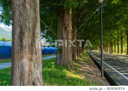 滋賀県高島市のメタセコイア並木道 滋賀県高島市のメタセコイア並木道 80996954