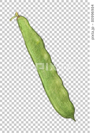 摩洛哥豆手繪模擬圖 摩洛哥豆手繪模擬圖 80996984