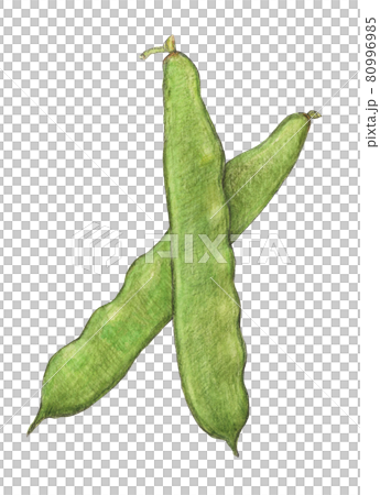 摩洛哥豆手繪模擬圖 摩洛哥豆手繪模擬圖 80996985