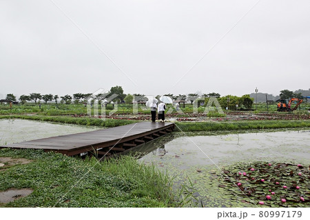 人間 蓮 公園 80997179