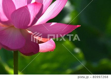 蓮の花 80997268