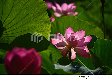 蓮の花 80997287