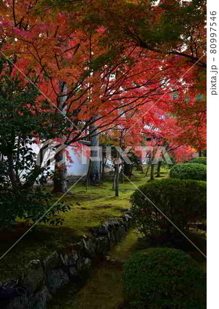 酬恩庵の紅葉 80997546