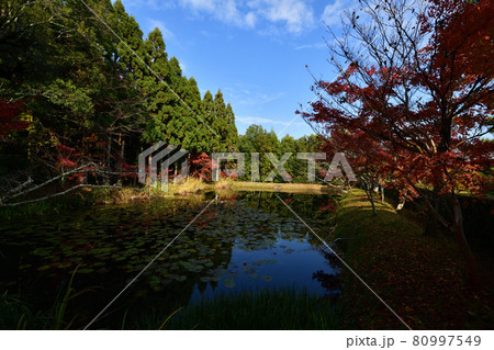 酬恩庵の紅葉 80997549
