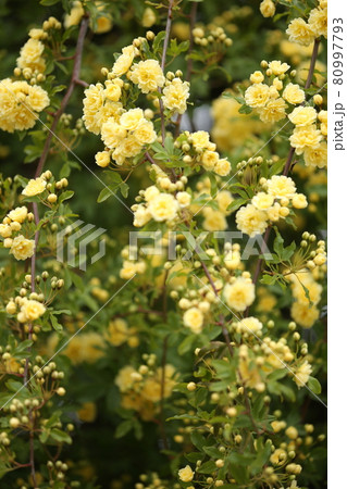 モッコウバラ　黄色 80997793