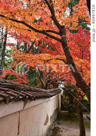 酬恩庵の紅葉 酬恩庵の紅葉 80997810