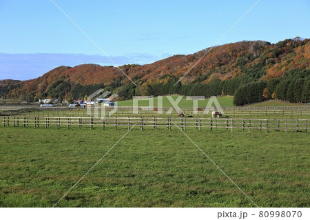 牧場の風景・サラブレッド 牧場の風景・サラブレッド 80998070
