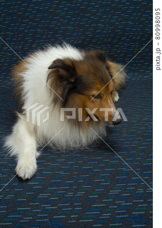 シャットランドシープドッグ、可愛いシェルティ、若い成犬、毛並みが豊かで美しい首回り白毛、耳折れ 80998095