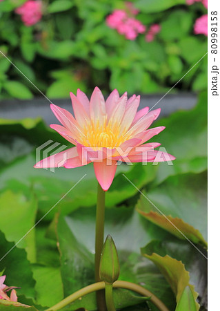 スイレン　足利フラワーパーク 80998158