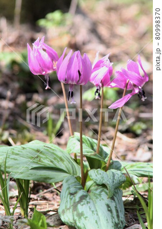 カタクリの花 カタクリの花 80998370