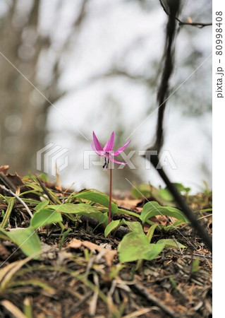 カタクリの花 カタクリの花 80998408