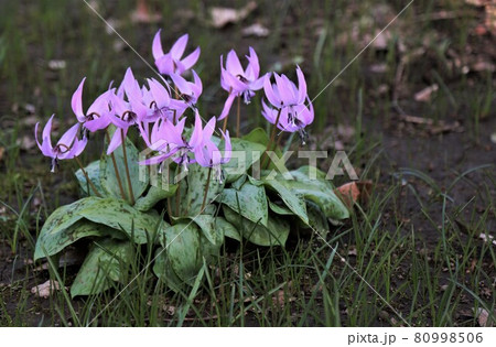 カタクリの花 80998506