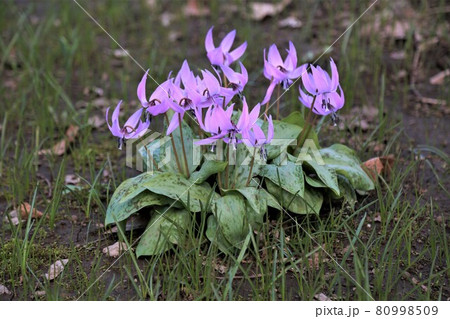 カタクリの花 カタクリの花 80998509