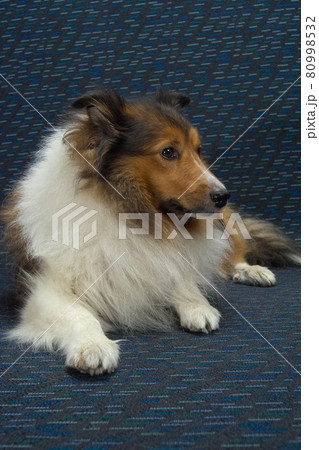 シェットランドシープドック、家族の一員、可愛いペットの犬、寝ポーズ、横向き 80998532