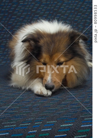 シェットランドシープドック、家族の一員、可愛いペットの犬、寝ポーズ、下向き 80998533