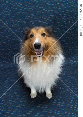シェットランドシープドック 家族の一員 可愛いペットの犬 お座り 全身 正面の写真素材