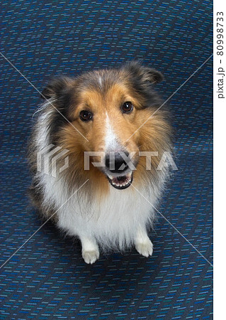 シェットランドシープドック 家族の一員 可愛いペットの犬 お座り 全身 正面 見つめるの写真素材