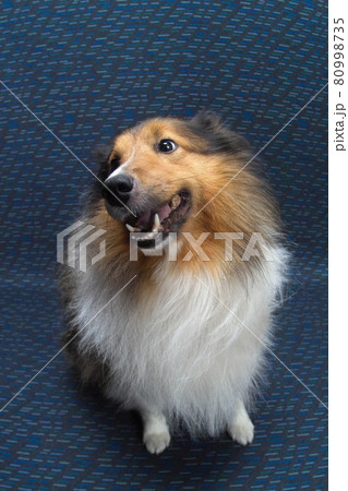 シェットランドシープドック 家族の一員 可愛いペットの犬 お座り 全身 正面 首傾げの写真素材