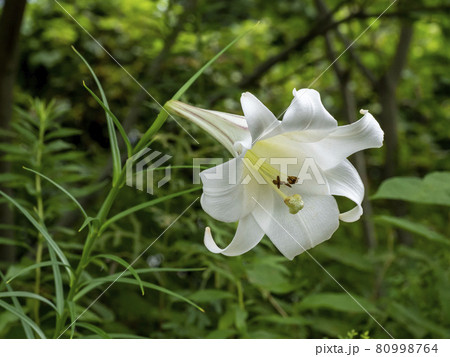 タカサゴユリの花 タカサゴユリの花 80998764