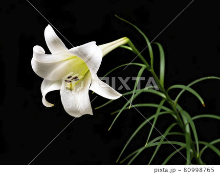 黒バックのタカサゴユリの花 80998765