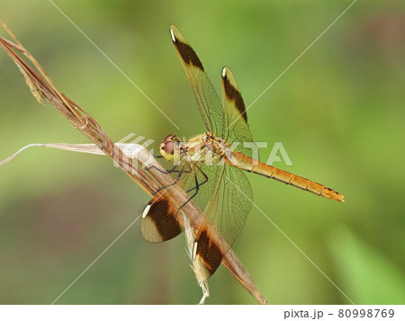 未熟なミヤマアカネのメス 未熟なミヤマアカネのメス 80998769