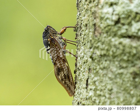 木にとまるアブラゼミ 80998807