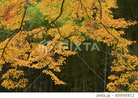【京都府】龍穏寺　秋の紅葉　　京都府南丹市 80998912