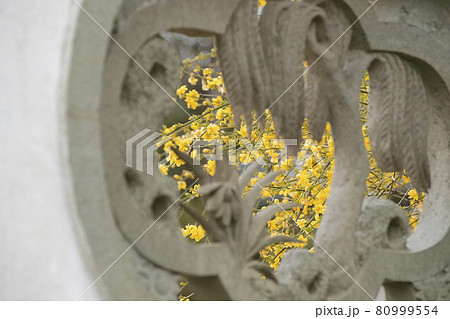 雲南黄梅 80999554