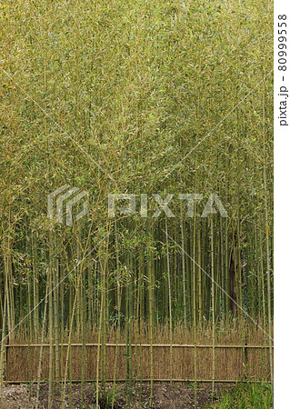 竹林 竹林 80999558