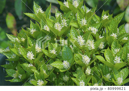 ヒトリシズカ ヒトリシズカ 80999621