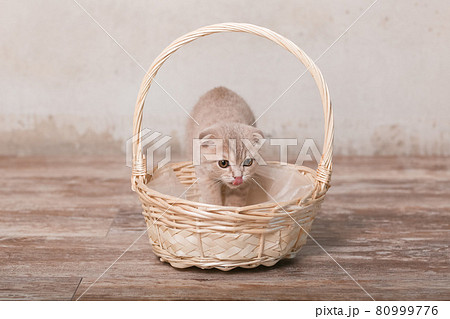 Scottish fold cat on beige background. Cute little kitty. 80999776