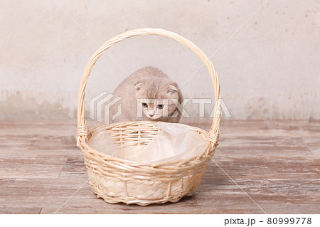 Scottish fold cat on beige background. Cute little kitty. Scottish fold cat on beige background. Cute little kitty. 80999778
