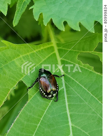 虫食いだらけの大葉に止まるカナブン 縦の写真素材