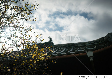 京都市左京区にある大蓮寺の蝋梅を撮影 京都市左京区にある大蓮寺の蝋梅を撮影 81000120