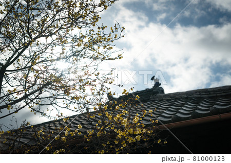 京都市左京区にある大蓮寺の蝋梅を撮影 81000123