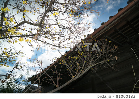 京都市左京区にある大蓮寺の蝋梅を撮影 81000132