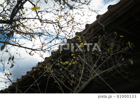 京都市左京区にある大蓮寺の蝋梅を撮影 81000133