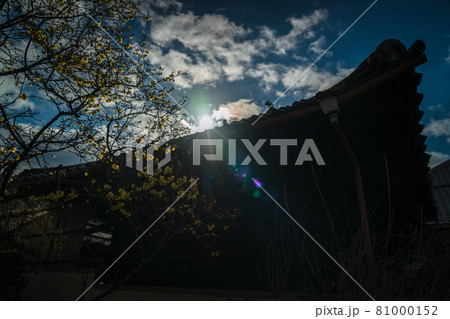 京都市左京区にある大蓮寺の蝋梅を撮影 81000152