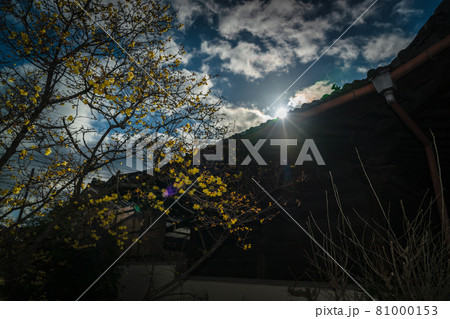 京都市左京区にある大蓮寺の蝋梅を撮影 京都市左京区にある大蓮寺の蝋梅を撮影 81000153