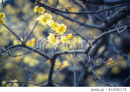 京都市左京区にある大蓮寺の蝋梅を撮影 81000170