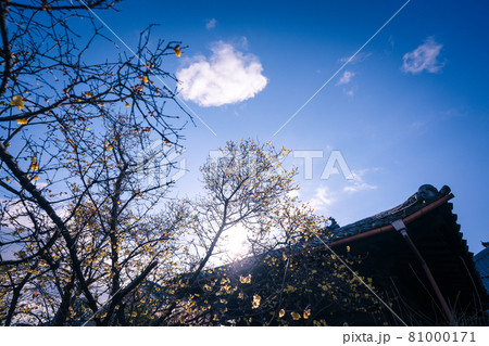 京都市左京区にある大蓮寺の蝋梅を撮影 81000171