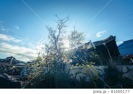 京都市左京区にある大蓮寺の蝋梅を撮影 京都市左京区にある大蓮寺の蝋梅を撮影 81000177