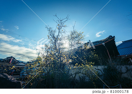 京都市左京区にある大蓮寺の蝋梅を撮影 81000178