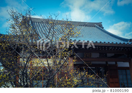 京都市左京区にある大蓮寺の蝋梅を撮影 81000190