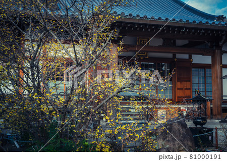 京都市左京区にある大蓮寺の蝋梅を撮影 81000191