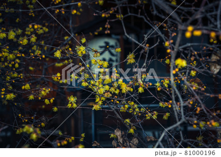 京都市左京区にある大蓮寺の蝋梅を撮影 京都市左京区にある大蓮寺の蝋梅を撮影 81000196