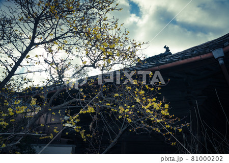 京都市左京区にある大蓮寺の蝋梅を撮影 京都市左京区にある大蓮寺の蝋梅を撮影 81000202