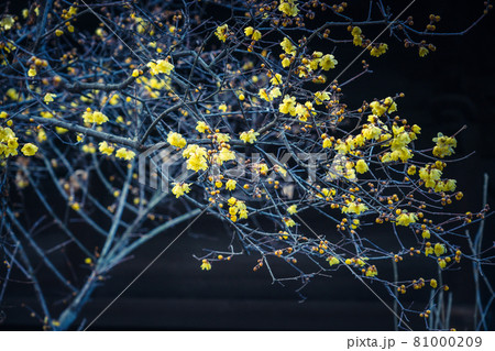 京都市左京区にある大蓮寺の蝋梅を撮影 81000209